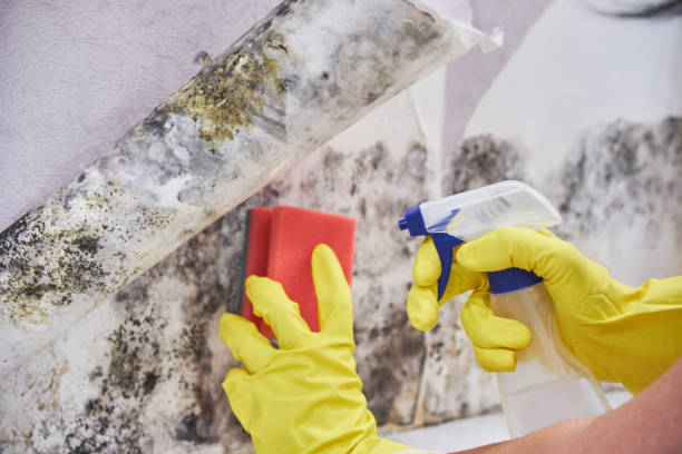  , USA Mold Removal & Remediation Pros